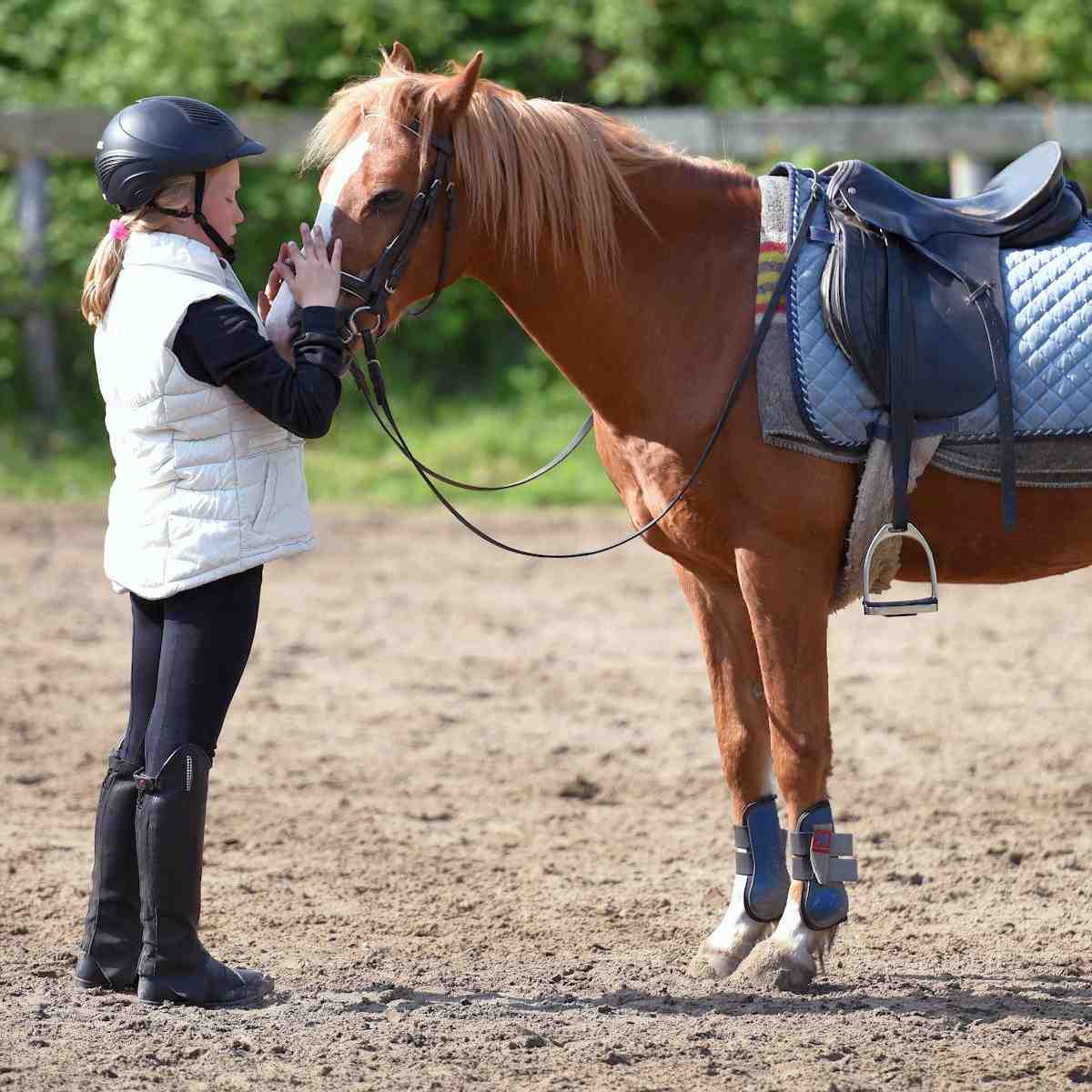 Equine Legal Advice